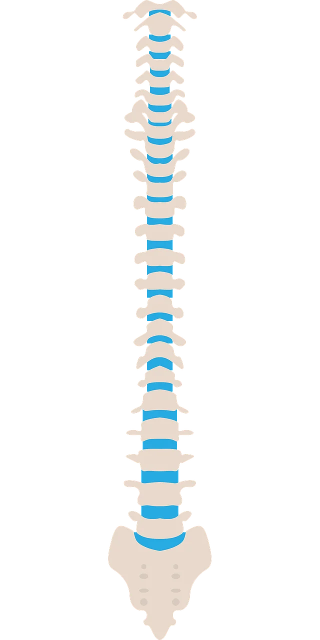 spine, medical, health-1971478.jpg